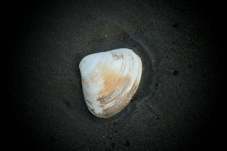 Clam