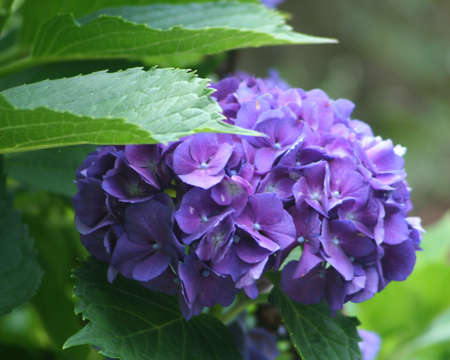 Purple Hydrangeaの写真素材
