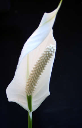 Peace Lily の写真素材