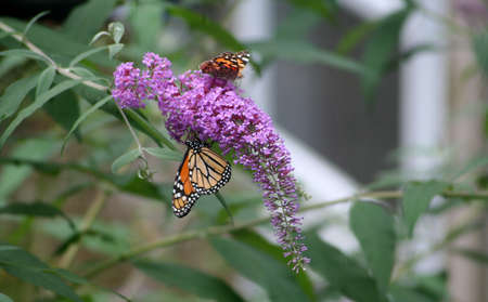 Butterfly Doublesの写真素材