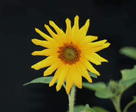 The Last Sunflowerの写真素材