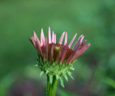 Waking Cone Flowerの写真素材