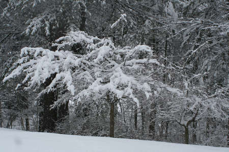 Snow Storm 8の写真素材