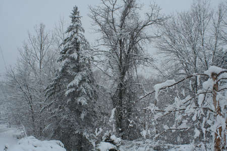Snow Storm 7の写真素材