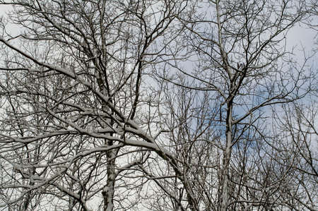 Winter 1の写真素材