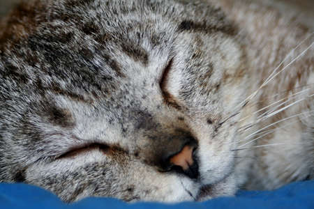 Catの写真素材