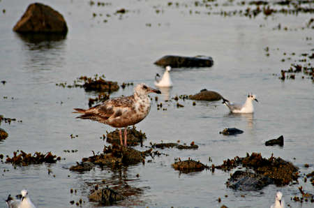 Birds And Beachの写真素材
