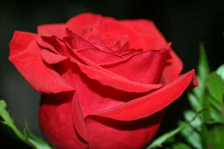 Classic Roseの写真素材