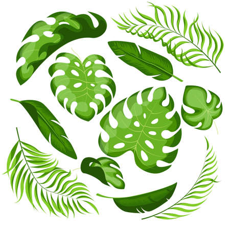 Collection of exotic leaves of different shapesのイラスト素材