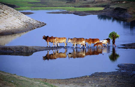 a cow boy returning home with flocks from grazing land . he is crossing over a dying river named dawlsssori of manikgonj district bangladesh - in the middle of january 2001 oの写真素材