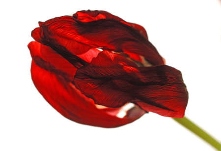 Red tulip on a white background の写真素材