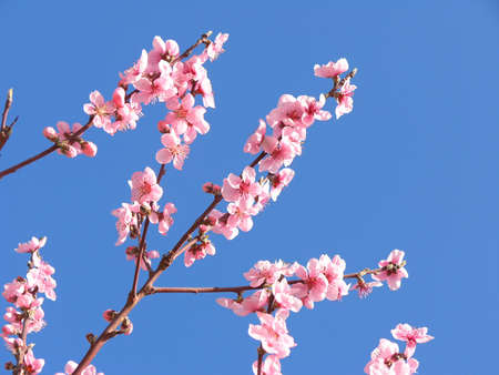 Pink blossom tree on blue sky      