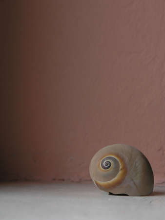 Grunge bacgroung with some shell     