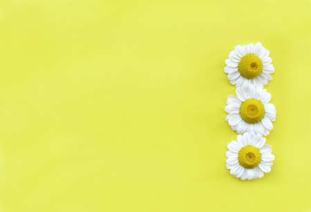  Three white flowers on yellow.Space for text!Ideal for design elements.   の写真素材