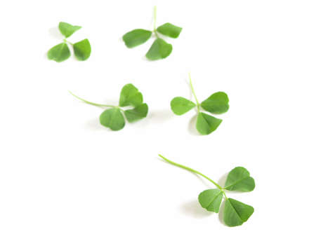 fresh, green clovers isolated on white background        の写真素材