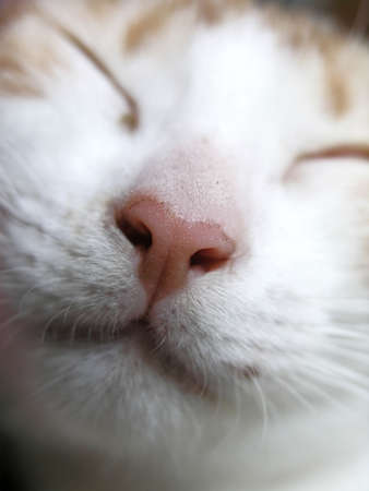 Close up of a fluffy muzzle of a young cat     の写真素材