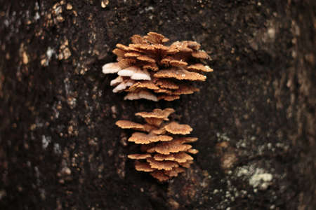 A close up of the Schizophyllum commune mushroom on tree in rainy season in thailandの写真素材