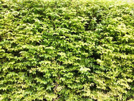 The garden new building and wallの写真素材