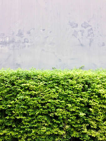 The garden new building and wallの写真素材