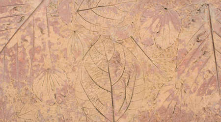 Foliage patterns on a cement floor, both large and small.の写真素材