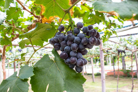 Dark purple color grape farm with background blur.