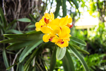 Orchid yellow background bokeh nature and in the afternoon.
