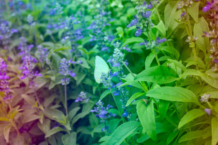 summer vintage beautiful flowers on sunrise made with color filtersの写真素材