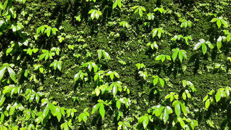 fresh green moss on the rock wall.の写真素材