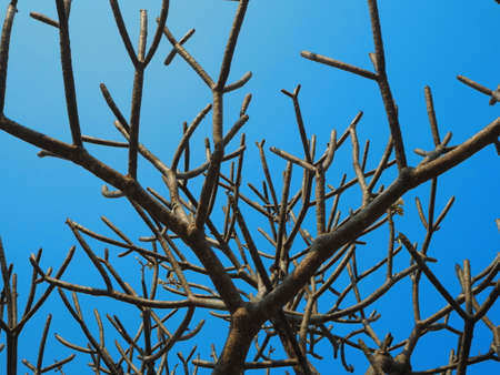 A big leafless tree and clear blue skyの写真素材