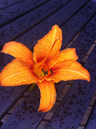 orange lilyの素材