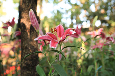 Zephyranthes flower. Common names for species in this genus include fairy lily, rainflower, zephyr lily, magic lily, Atamasco lily, and rain lilyの写真素材