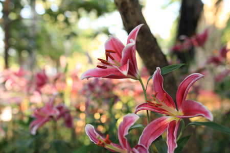Zephyranthes flower. Common names for species in this genus include fairy lily, rainflower, zephyr lily, magic lily, Atamasco lily, and rain lilyの写真素材