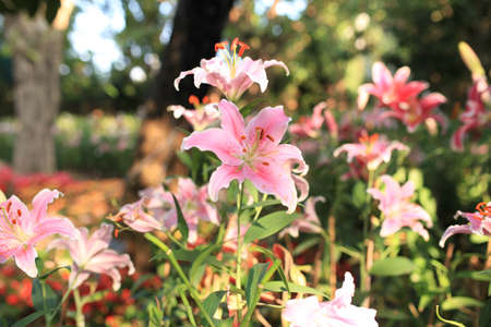 Zephyranthes flower. Common names for species in this genus include fairy lily, rainflower, zephyr lily, magic lily, Atamasco lily, and rain lilyの写真素材