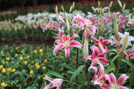 Zephyranthes flower. Common names for species in this genus include fairy lily, rainflower, zephyr lily, magic lily, Atamasco lily, and rain lilyの写真素材