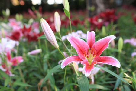 Zephyranthes flower. Common names for species in this genus include fairy lily, rainflower, zephyr lily, magic lily, Atamasco lily, and rain lilyの写真素材