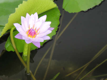 lotus flowerの写真素材