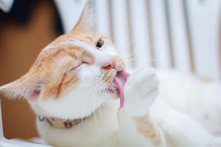 The cat relax on the white chair.の写真素材