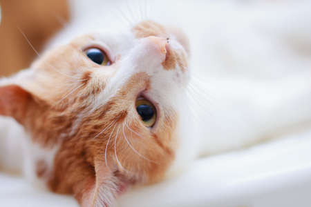 The cat relax on the white chair.の写真素材