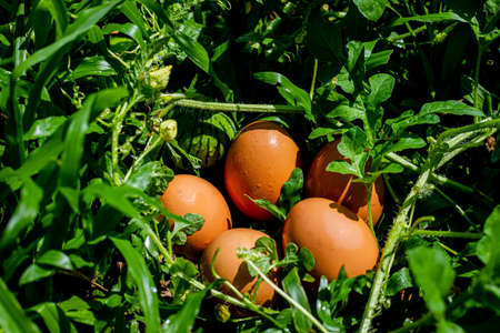 Five eggs on the grass after rain in the noonの写真素材