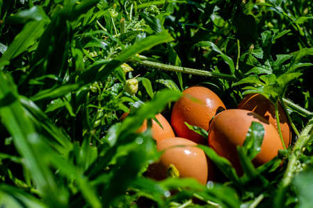 Five eggs on the grass after rain in the noonの写真素材