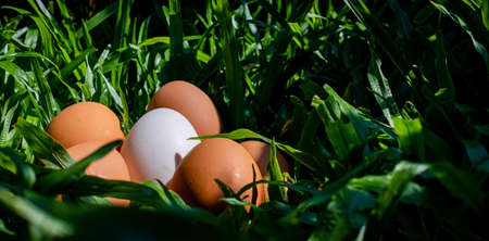 Duck eggs that are surrounded by eggs on the lawnの写真素材
