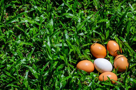 Duck eggs that are surrounded by eggs on the lawnの写真素材