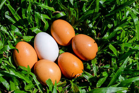 Duck eggs that are surrounded by eggs on the lawnの写真素材
