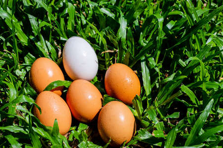 Duck eggs that are surrounded by eggs on the lawnの写真素材
