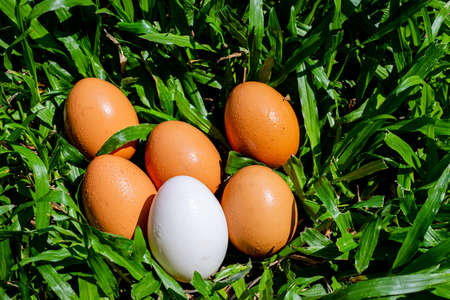 Duck eggs that are surrounded by eggs on the lawn