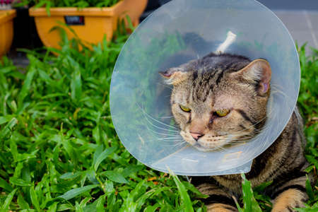 Cat that wear collar because it's infected with hematoma and relax in the lawn.の写真素材