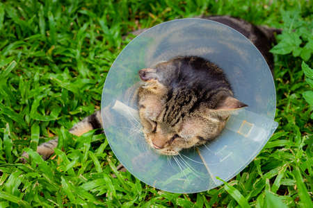 Cat that wear collar because it's infected with hematoma and relax in the lawn.の写真素材