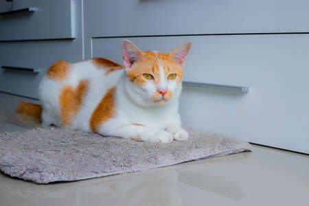 The kitten was staring out the house.の写真素材