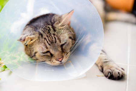 Cat that wear collar because it's infected with hematoma and relax in the lawn.の写真素材
