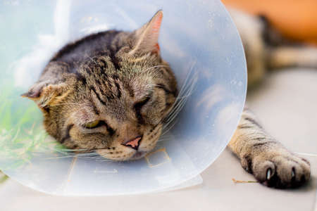 Cat that wear collar because it's infected with hematoma and relax in the lawn.の写真素材